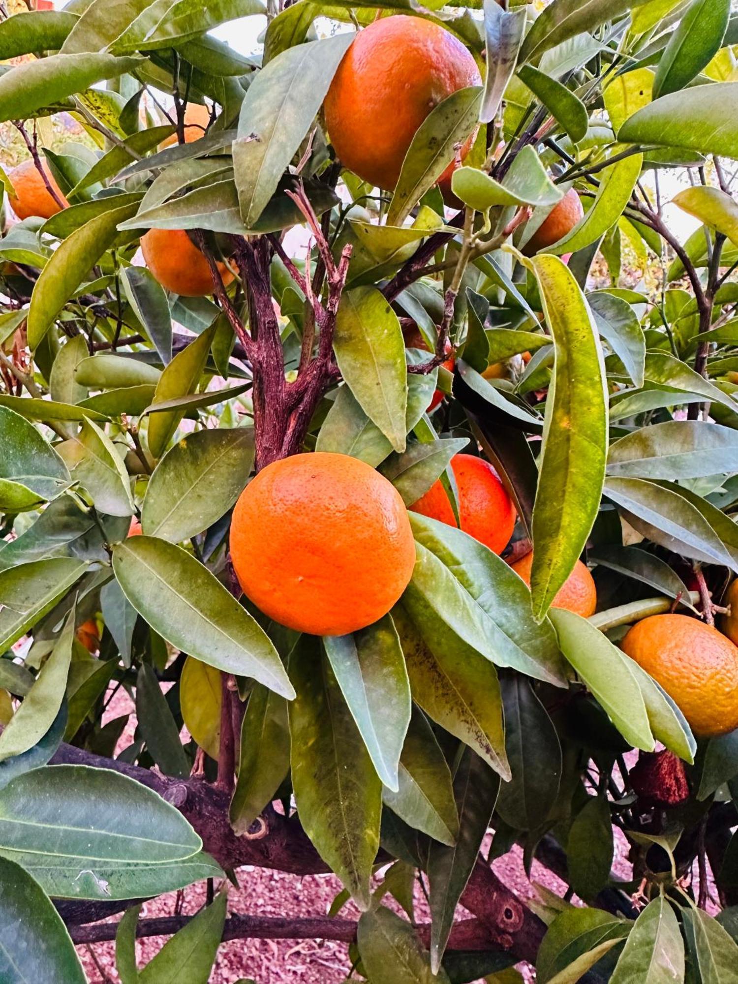 Gelidonya Pansiyon Kumluca Exteriör bild